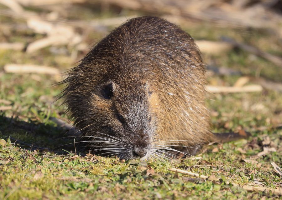 Animal exclusion work in Ozark