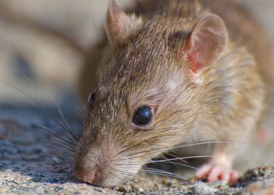 Animal exclusion work in Bean Station
