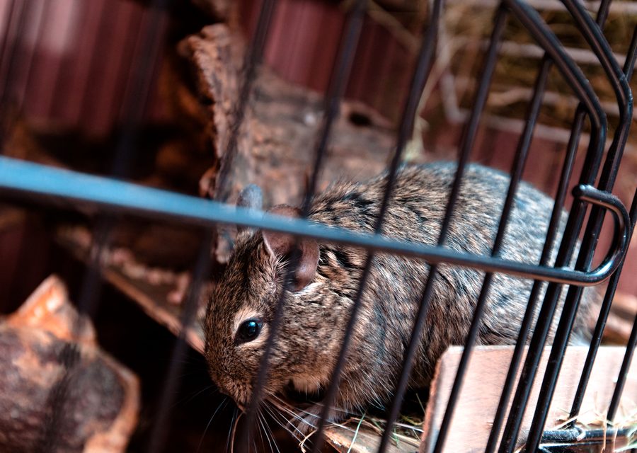 Animal exclusion work in Elizabethton