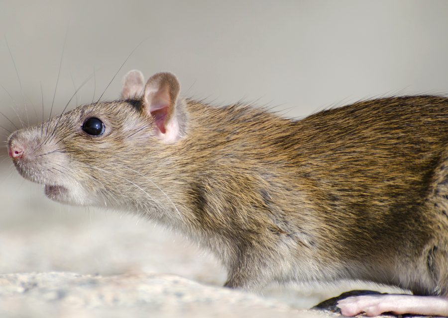 Animal exclusion work in Cumberland Gap