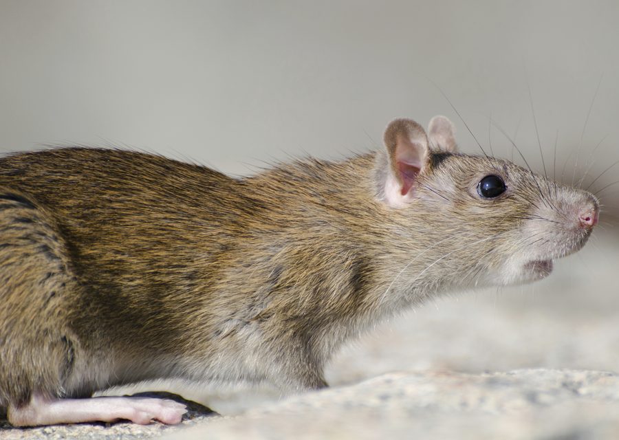 Animal exclusion work in Crawford