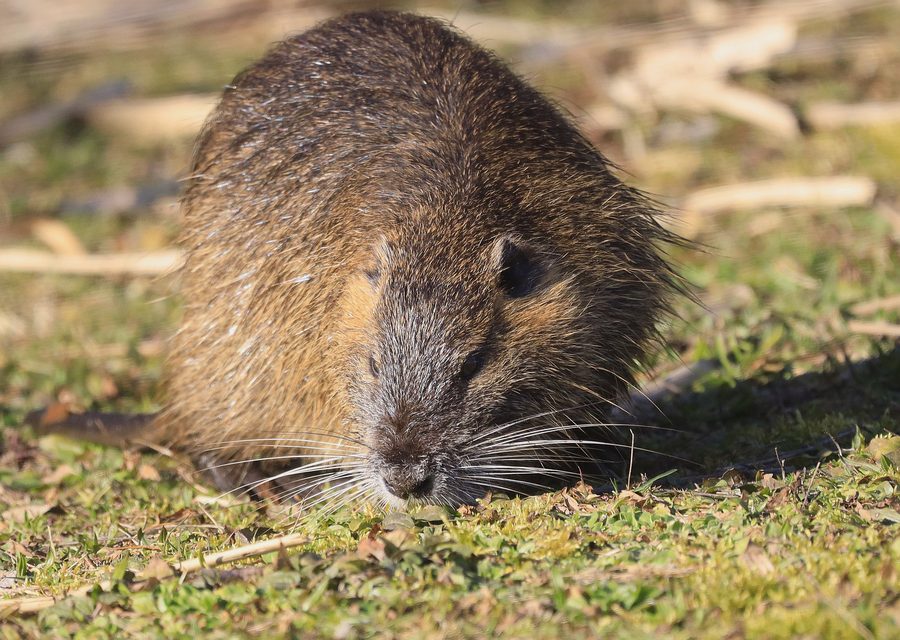 Animal exclusion work in Bristol