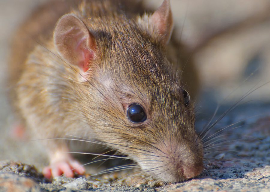 Animal exclusion work in Ypsilanti