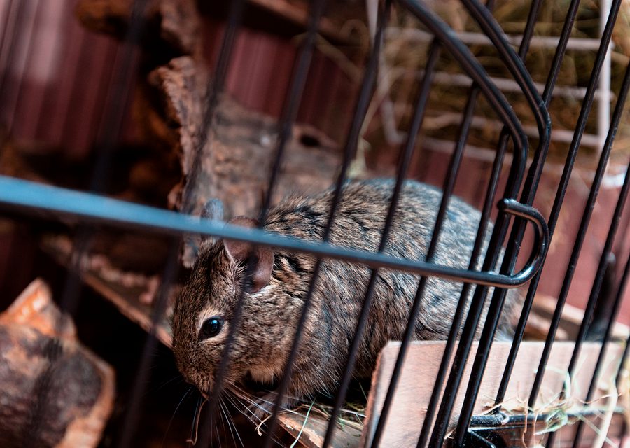 Animal exclusion work in Lyon