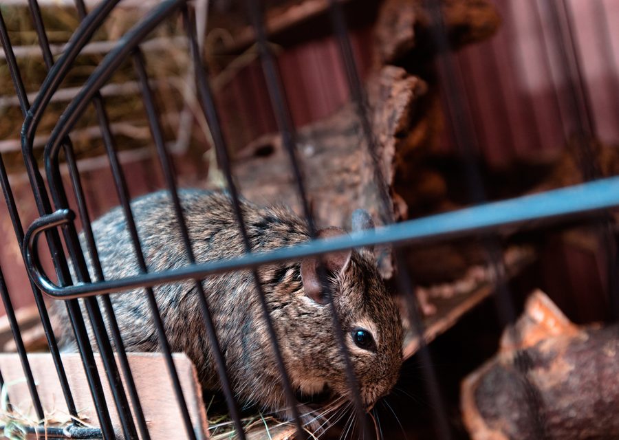 Animal exclusion work in Winslow