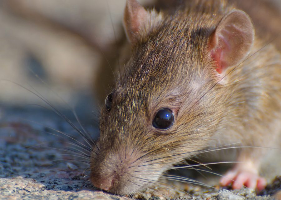 Animal exclusion work in Athens