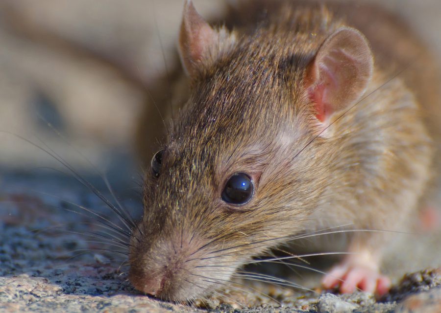 Animal exclusion work in Strawberry Plains