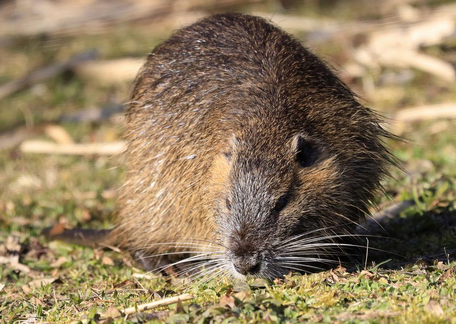Animal exclusion work in Milledgeville