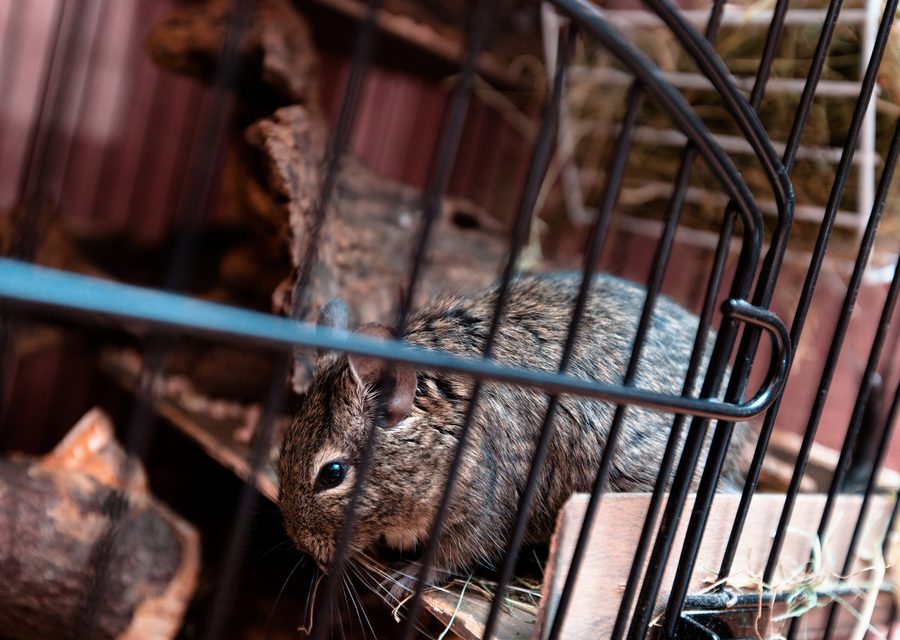 Animal exclusion work in Beverly Hills