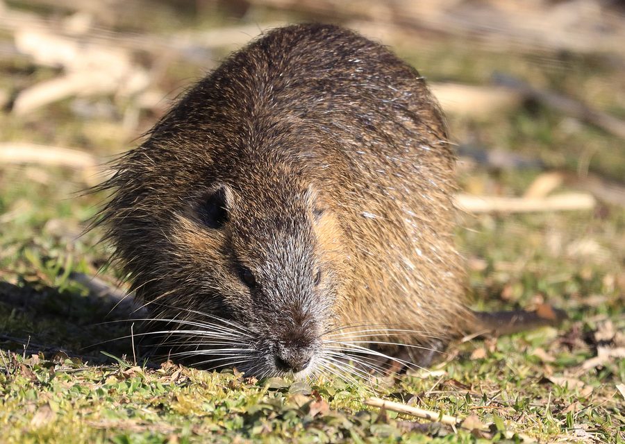 Animal exclusion work in Charleston