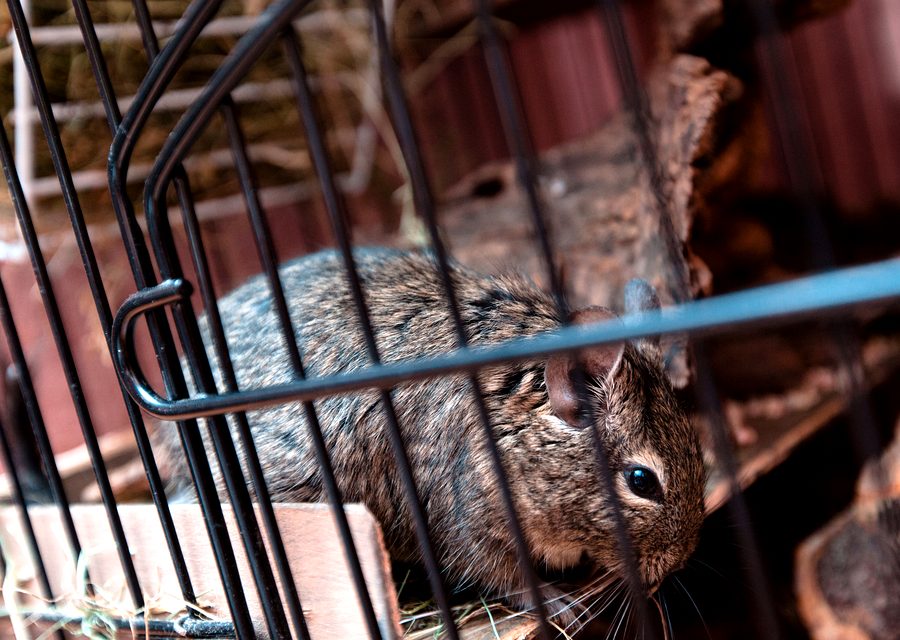 Animal exclusion work in Ridgedale