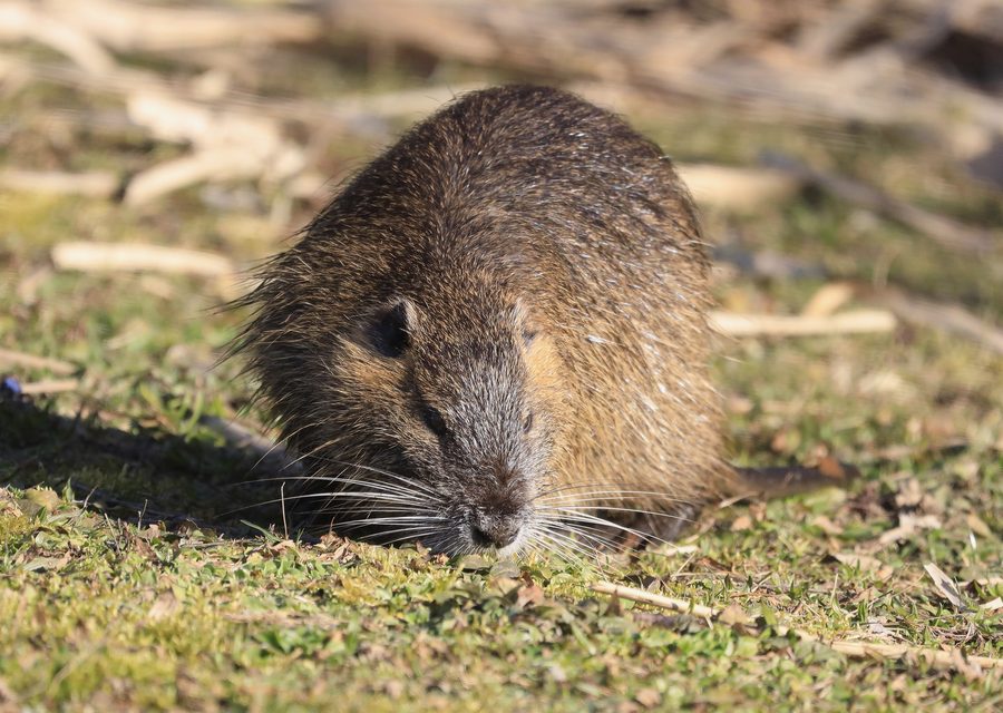 Animal exclusion work in Surgoinsville
