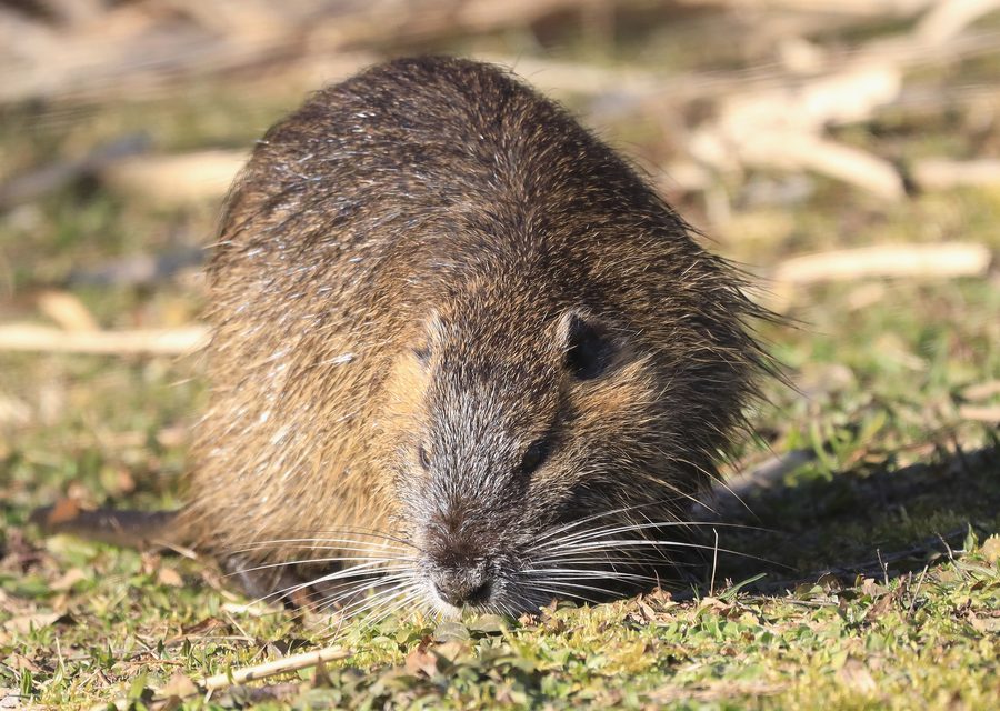 Animal exclusion work in Stafford