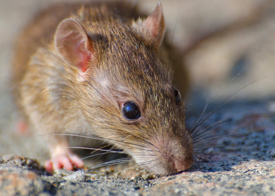 Animal exclusion work in Berryville