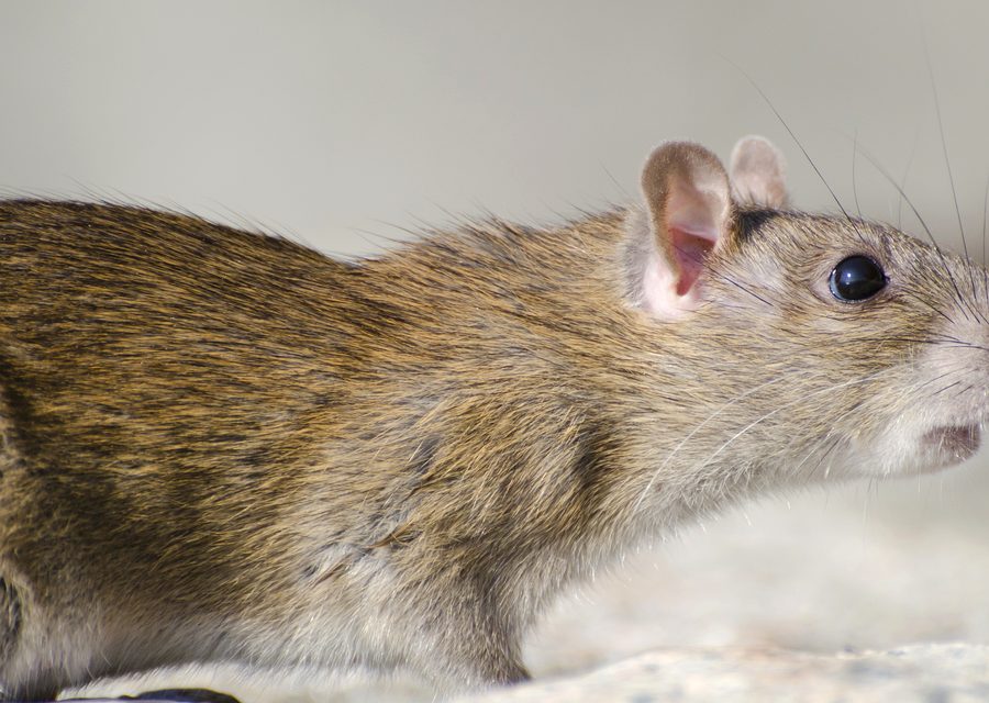 Animal exclusion work in Mt Carmel