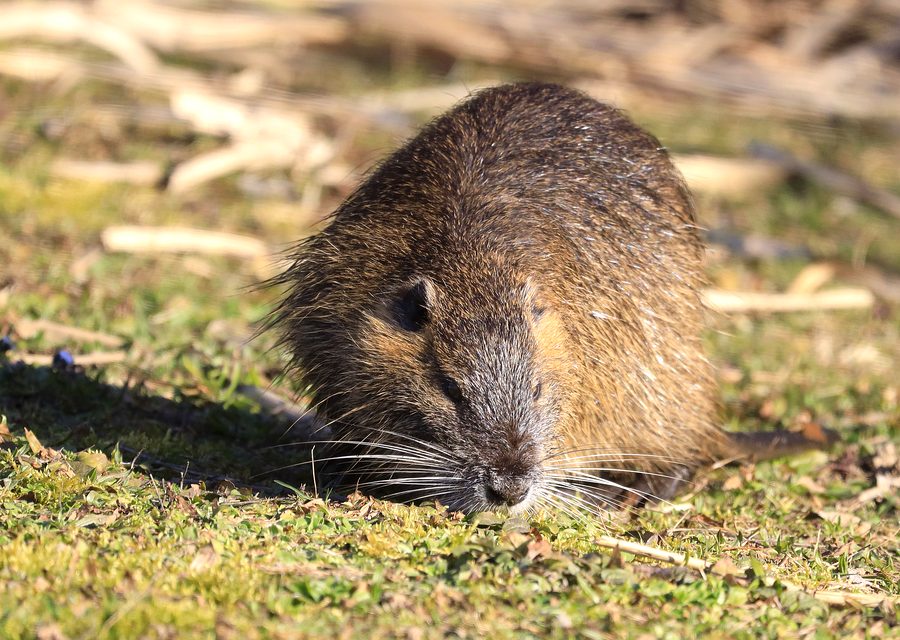 Animal exclusion work in Luttrell