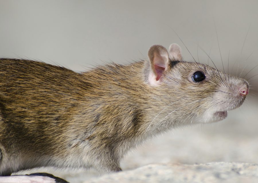 Animal exclusion work in South West City