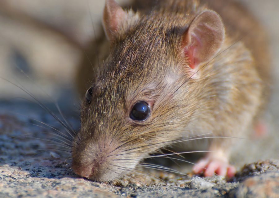Animal exclusion work in Northville