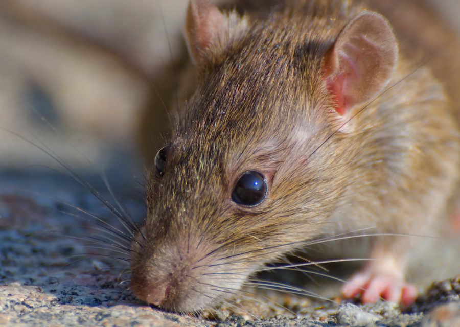 Animal exclusion work in Highland