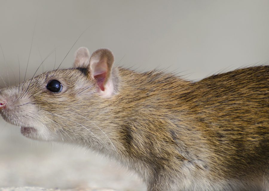 Animal exclusion work in Washington