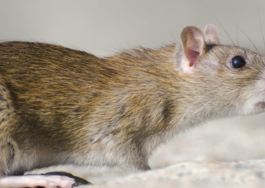 Animal exclusion work in Spring