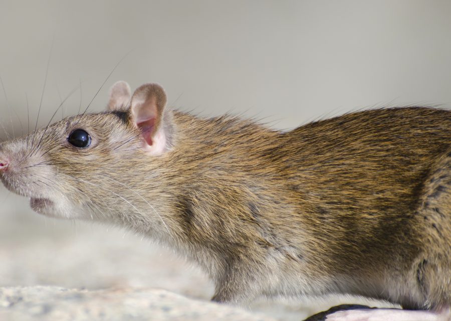 Animal exclusion work in Watauga
