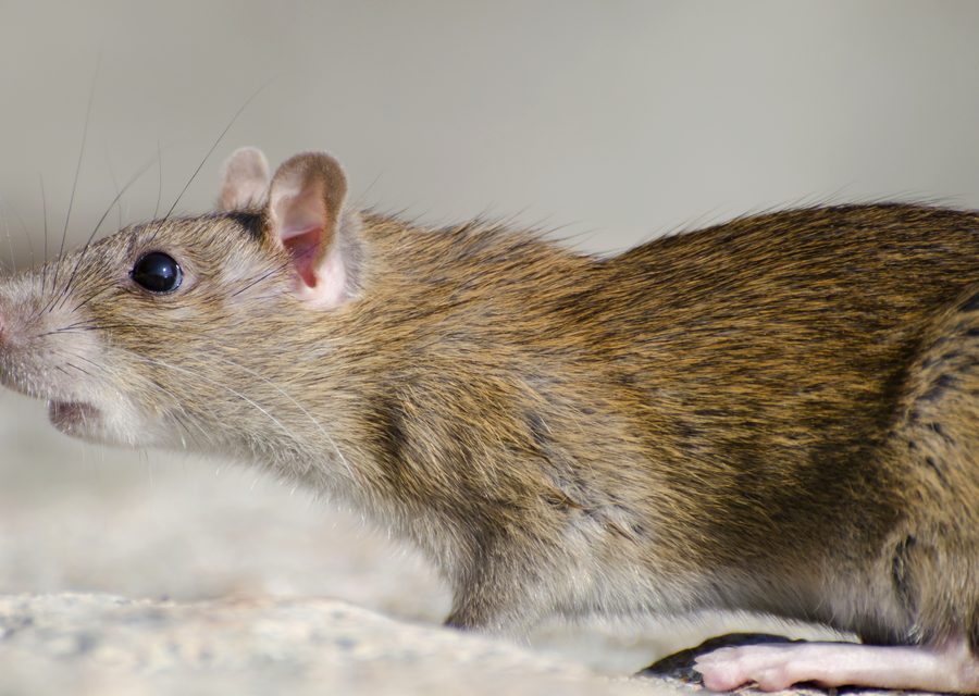 Animal exclusion work in Erwin