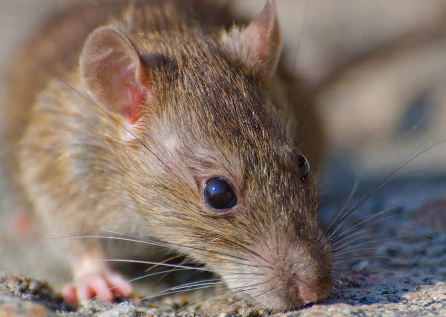 Animal exclusion work in Rogersville