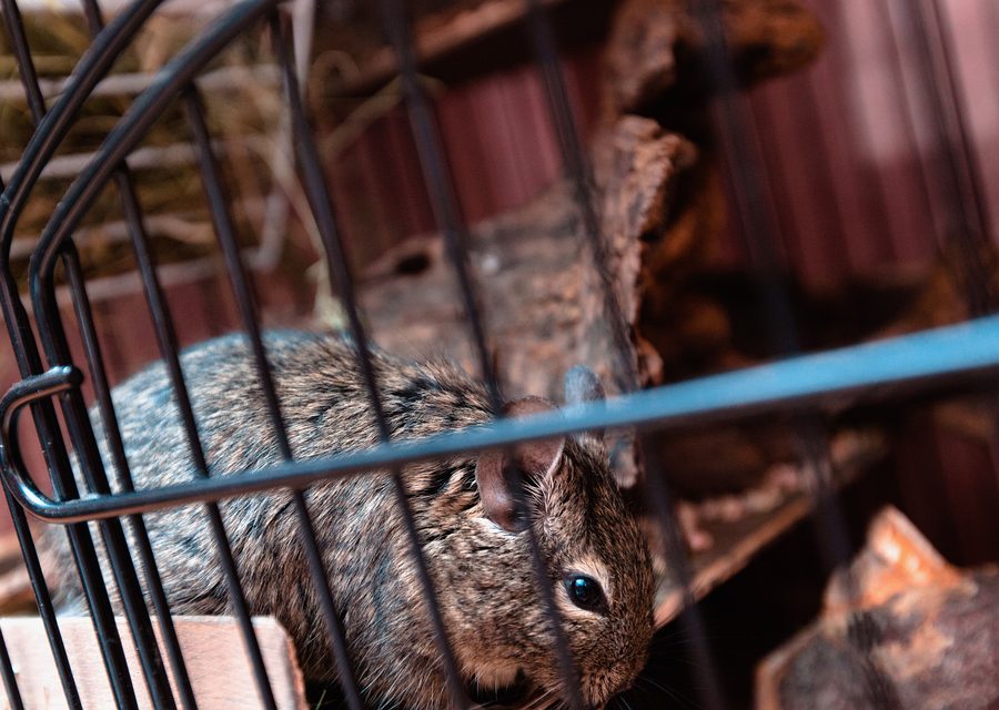 Animal exclusion work in Houston