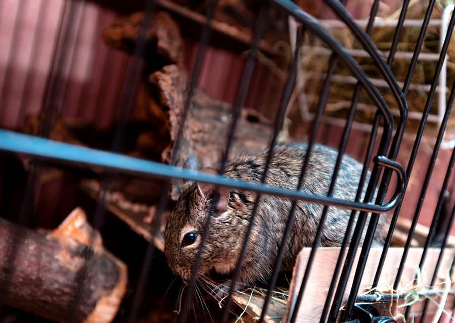 Animal exclusion work in Sweetwater