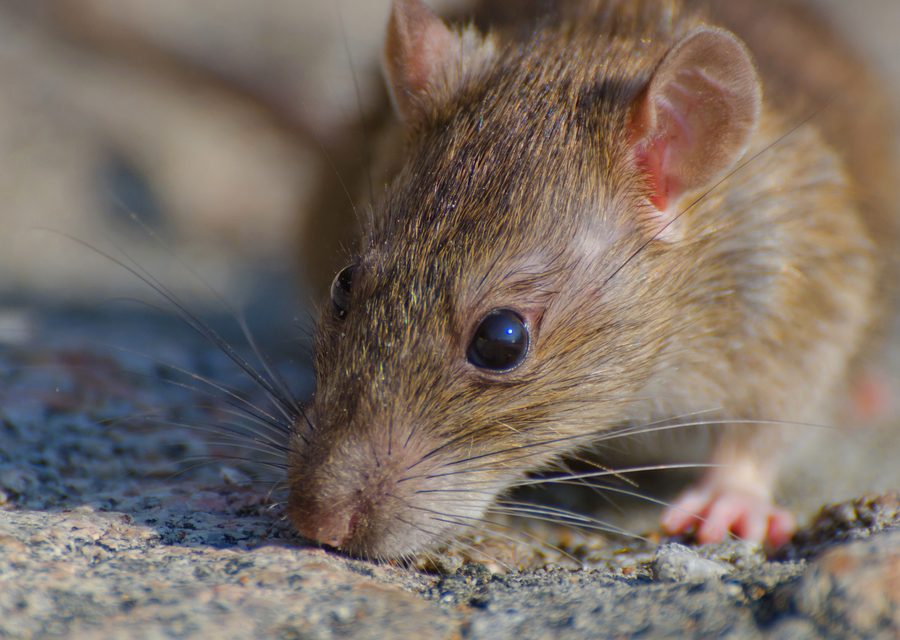 Animal exclusion work in Loudon