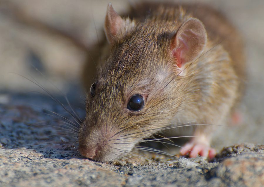 Animal exclusion work in Eagle Rock
