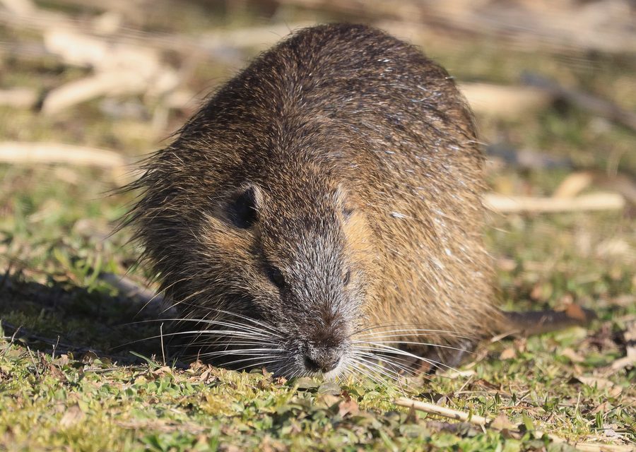 Animal exclusion work in Walland