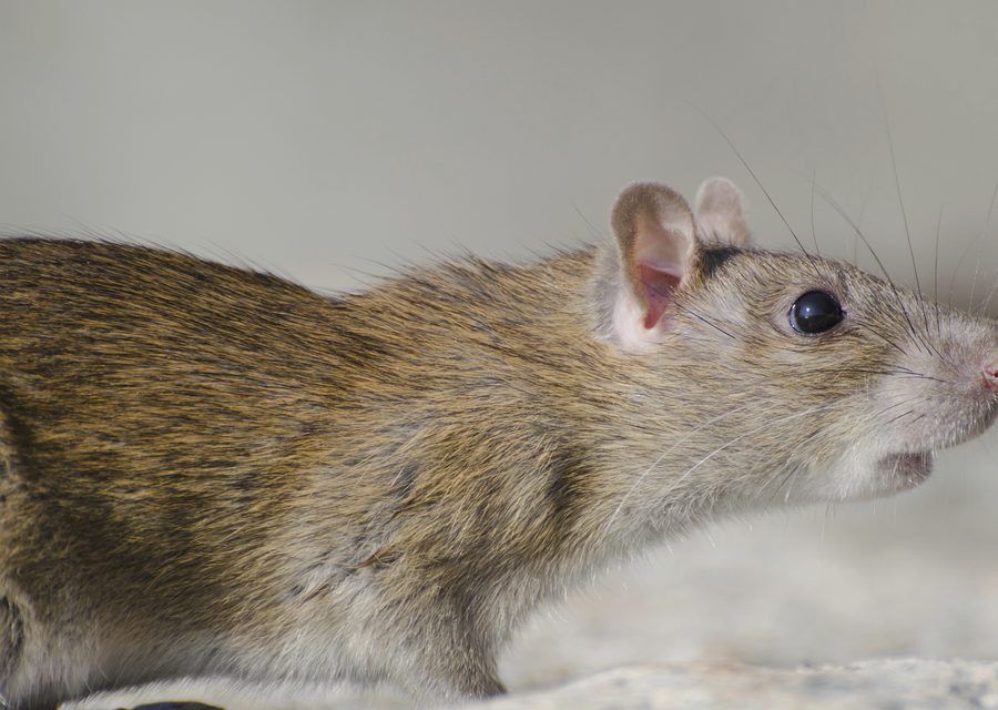 Animal exclusion work in Madisonville