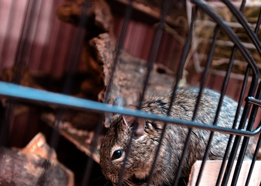 Animal exclusion work in Vero Beach