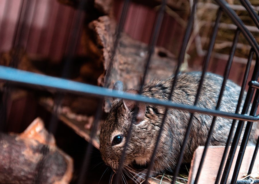 Animal exclusion work in Thorn Hill