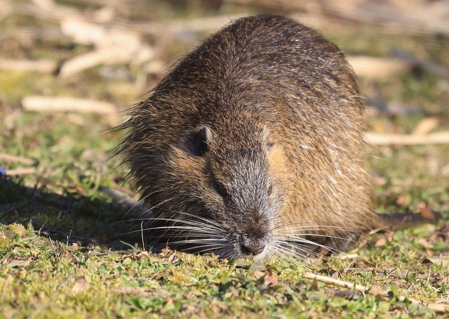 Animal exclusion work in Richmond
