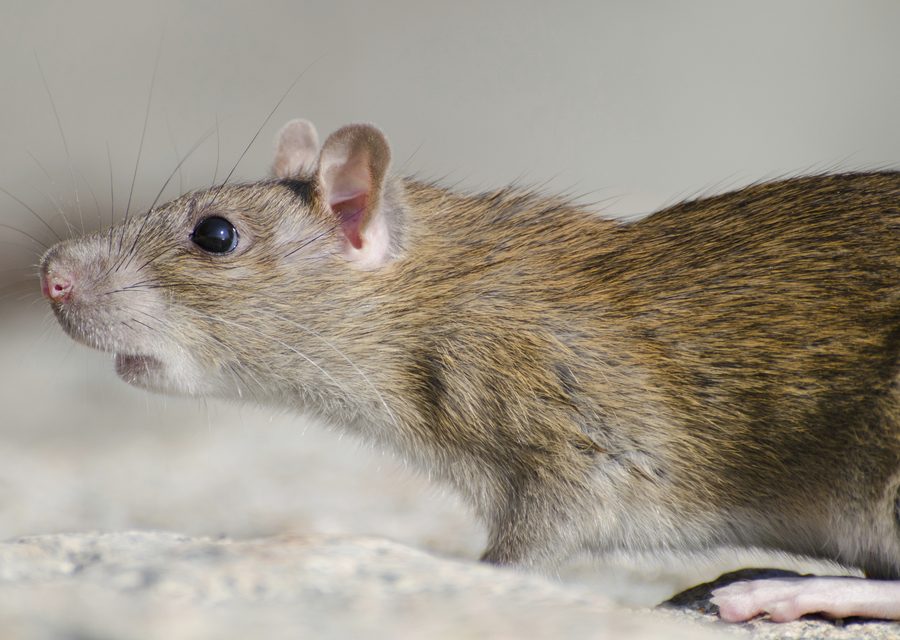 Animal exclusion work in Farragut