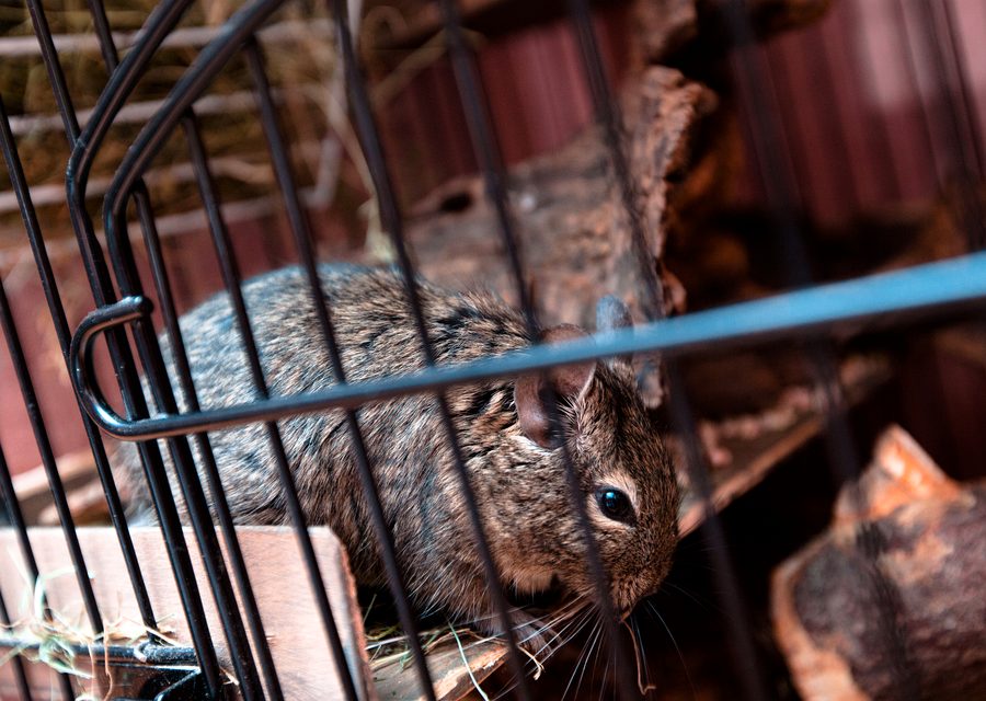 Animal exclusion work in Holiday Island