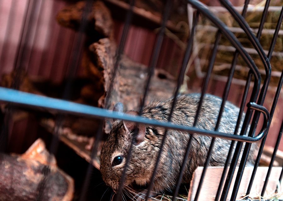Animal exclusion work in Oliver Springs