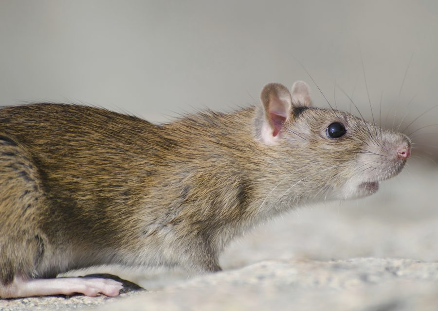 Animal exclusion work in Shell Knob