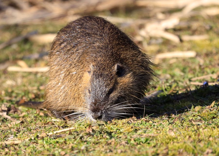 Animal exclusion work in Alcoa