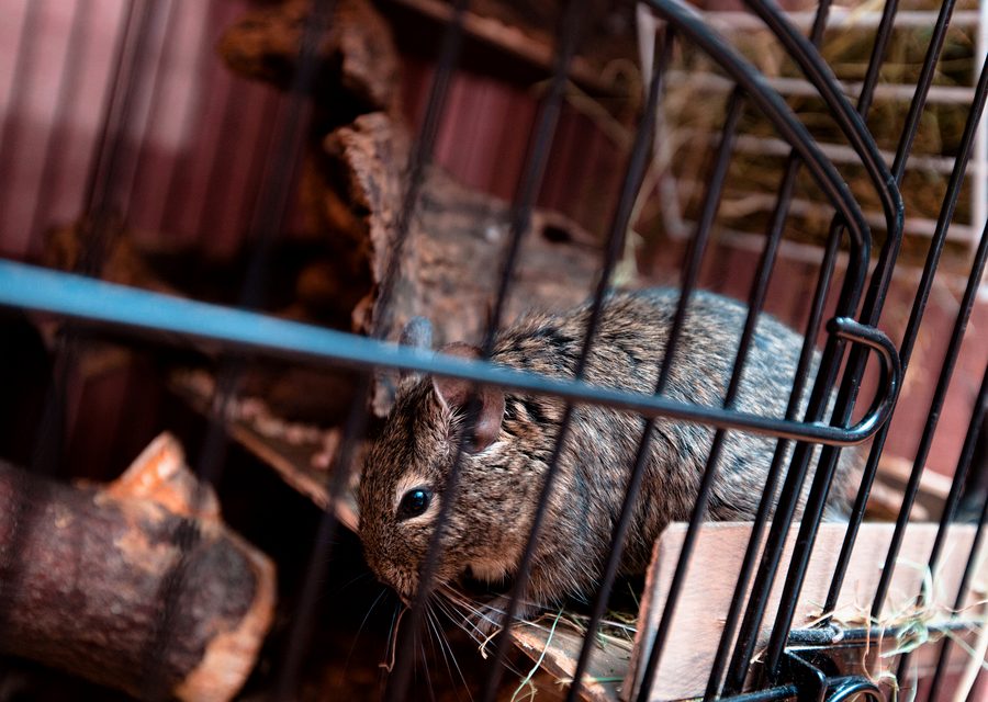 Animal exclusion work in Siloam Springs