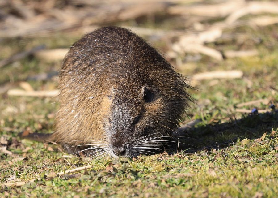 Animal exclusion work in Alcoa
