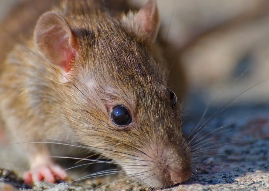 Animal exclusion work in Sulphur Springs