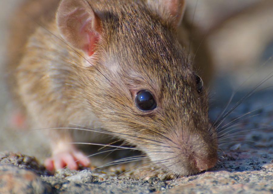 Animal exclusion work in Omaha