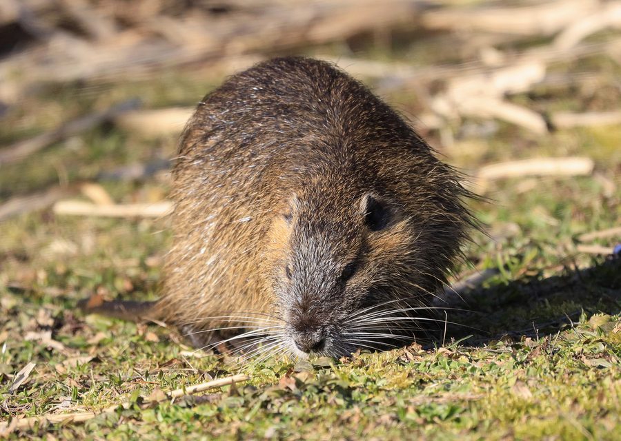 Animal exclusion work in Mascot
