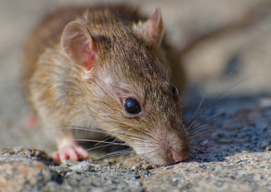 Animal exclusion work in Kimberling City