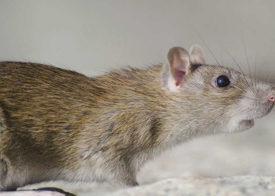 Animal exclusion work in South Whitehall