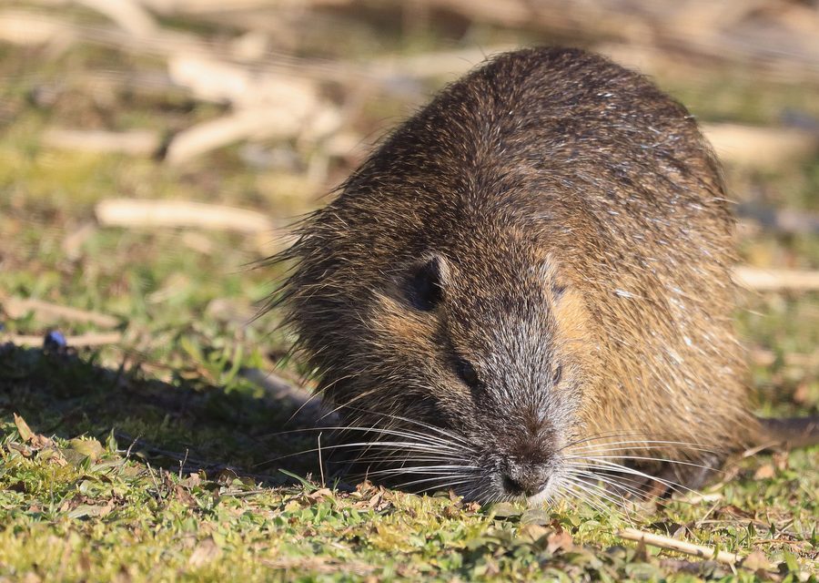 Animal exclusion work in Seneca